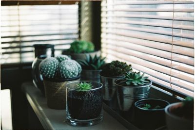 houseplants with Venetian blinds